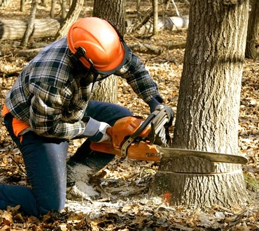 Tree Removal in Hardin, TX